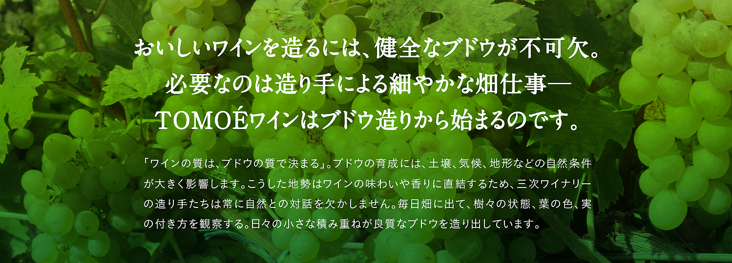 おいしいワインを造るには、健全なブドウが不可欠。